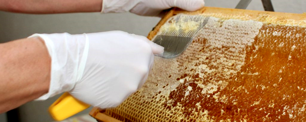 Intermediate Beekeeping Certificate Registration Open